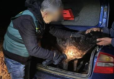 Buscan a un perro que huyó tras el ataque mortal a la joven de Roales