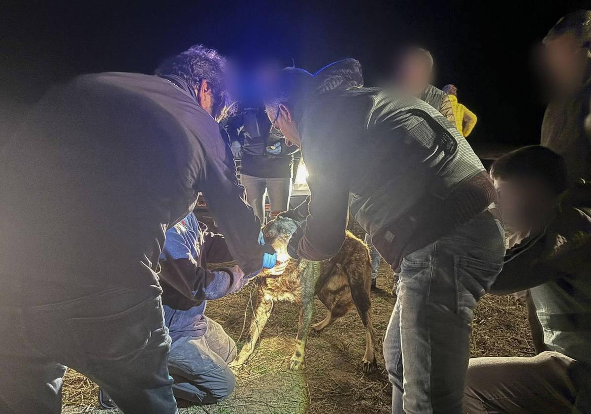 Agentes de la Guardia Civil comprueban si uno de los perros lleva microchip.