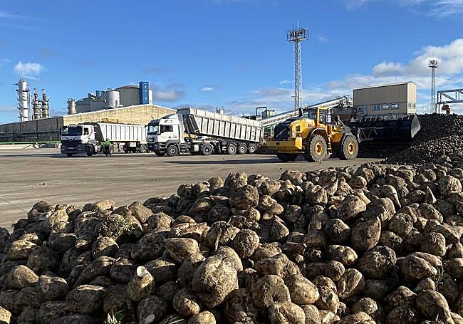 Inicio de la campaña remolachera 2023-24 en Olmedo.