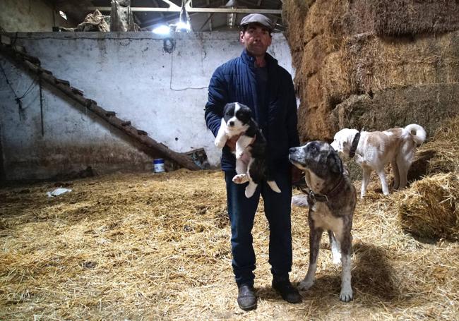 El pastor de Matilla Fernando Díez, con dos de sus mastines adultos y un cachorro