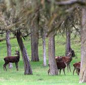 El Bosque de Riofrío reduce a un cuarto su fauna para tratar de conservar el hábitat