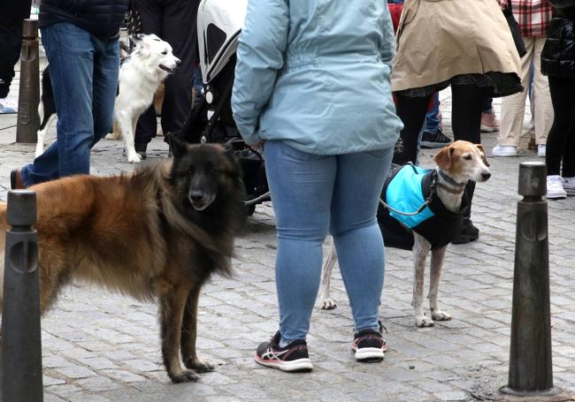 Perros inscritos en la categoría de mayor tamaño en el concurso.