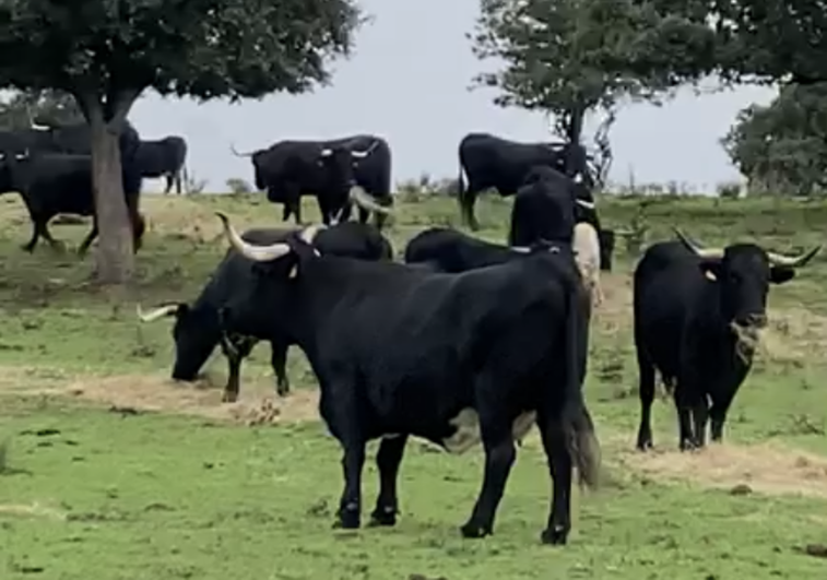 El ganado pastando en una finca de Aldea del Obispo, Salamanca.