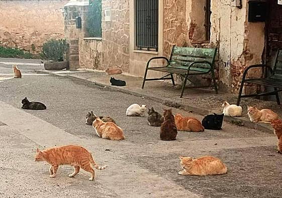 Gatos callejeros en uno de los barrios de Segovia.