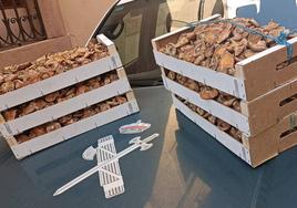 Cajas de níscalos intervenidas por la Guardia Civil en un paraje de la sierra de Ayllón.
