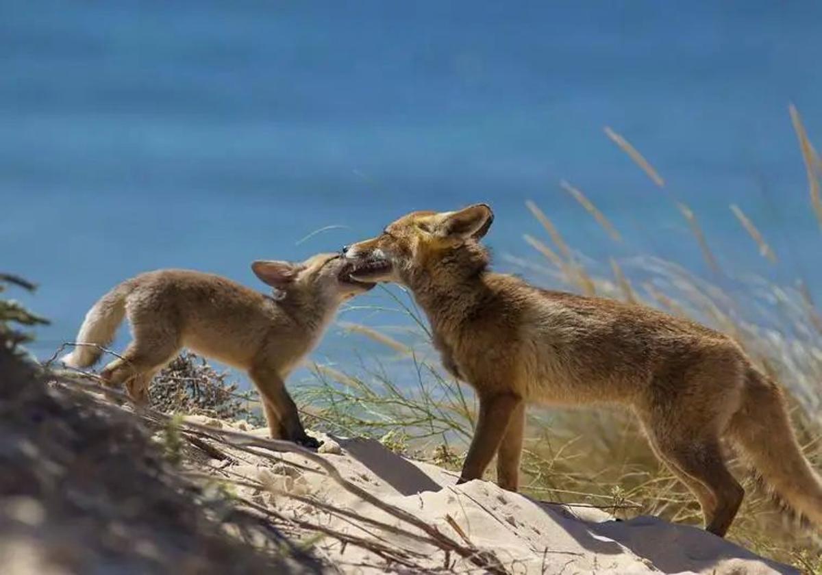 Ecologistas pide seis años de inhabilitación para dos cazadores por abatir un zorro