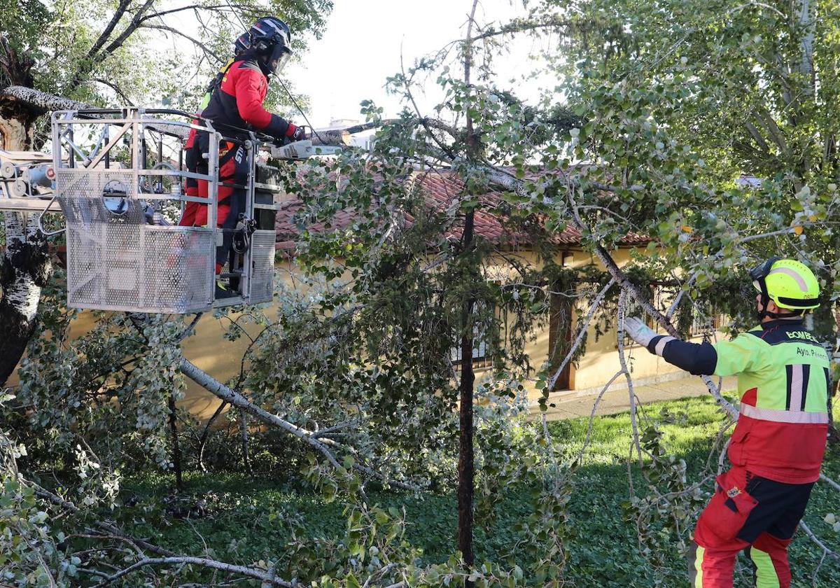 Los bomberos de Palencia trabajan en la retirada de unas ramas caídas por el viento en la calle Aragón.