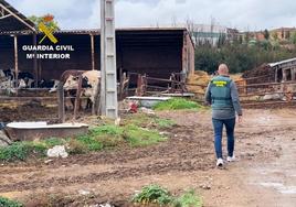 La Guardia Civil, en una explotación investigada.