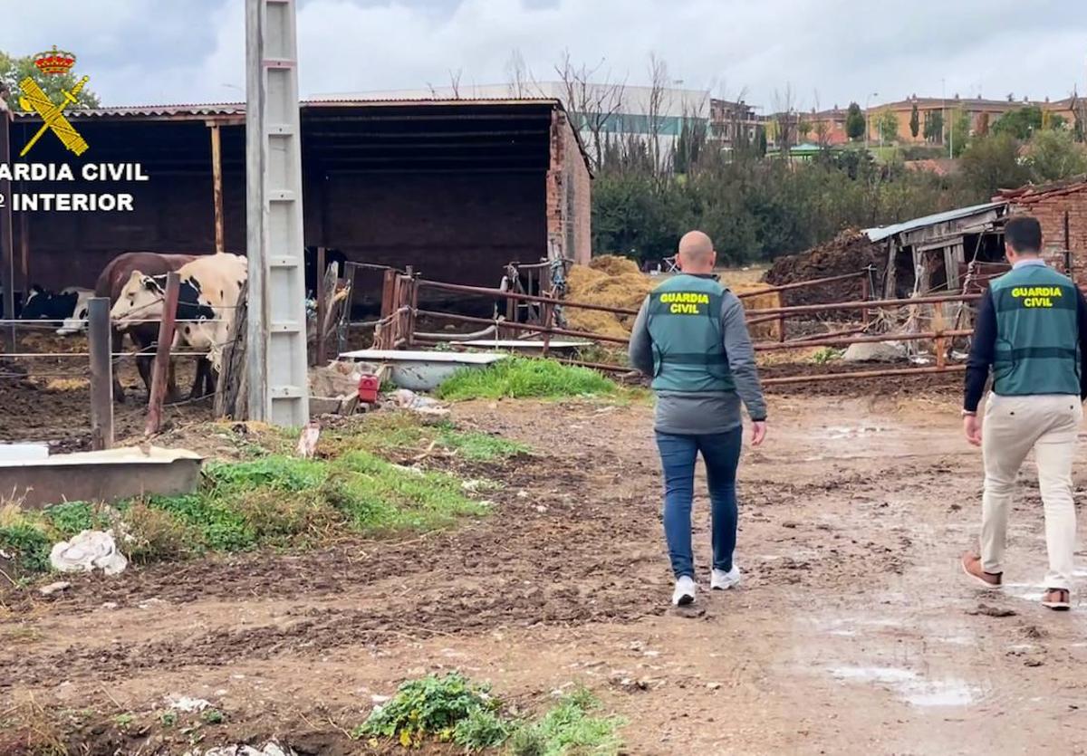 La Guardia Civil, en una explotación investigada.