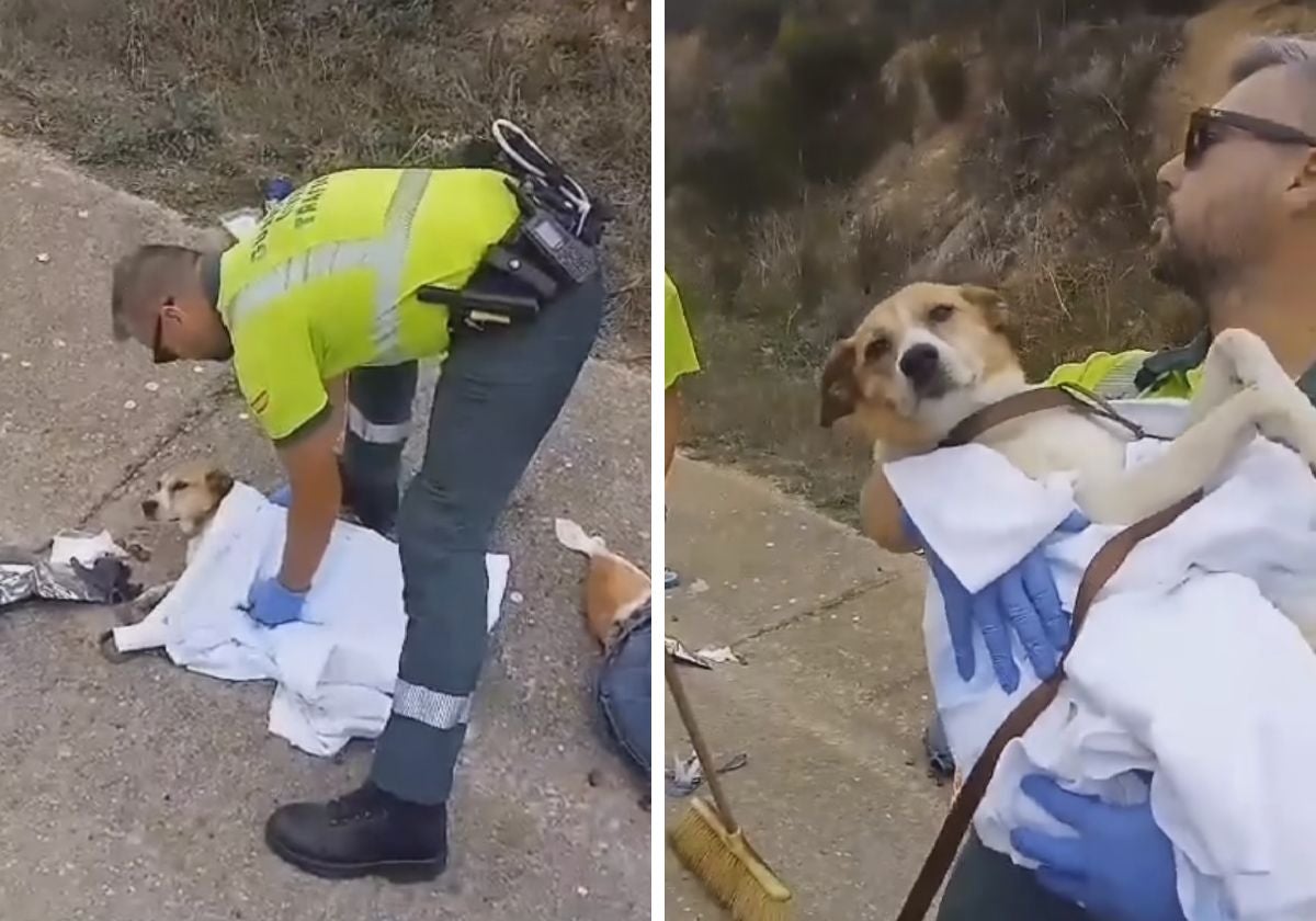 Imágenes del rescate del animal