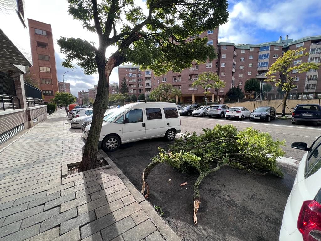 Un árbol arrancado por el temporal en el barrio de Parquesol.