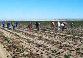 Temporeros trabajando en una tierra de planta de fresa en la provincia de Ávila.