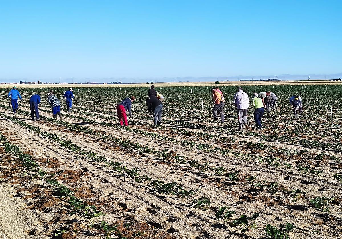 Temporeros trabajando en una tierra de planta de fresa en la provincia de Ávila.