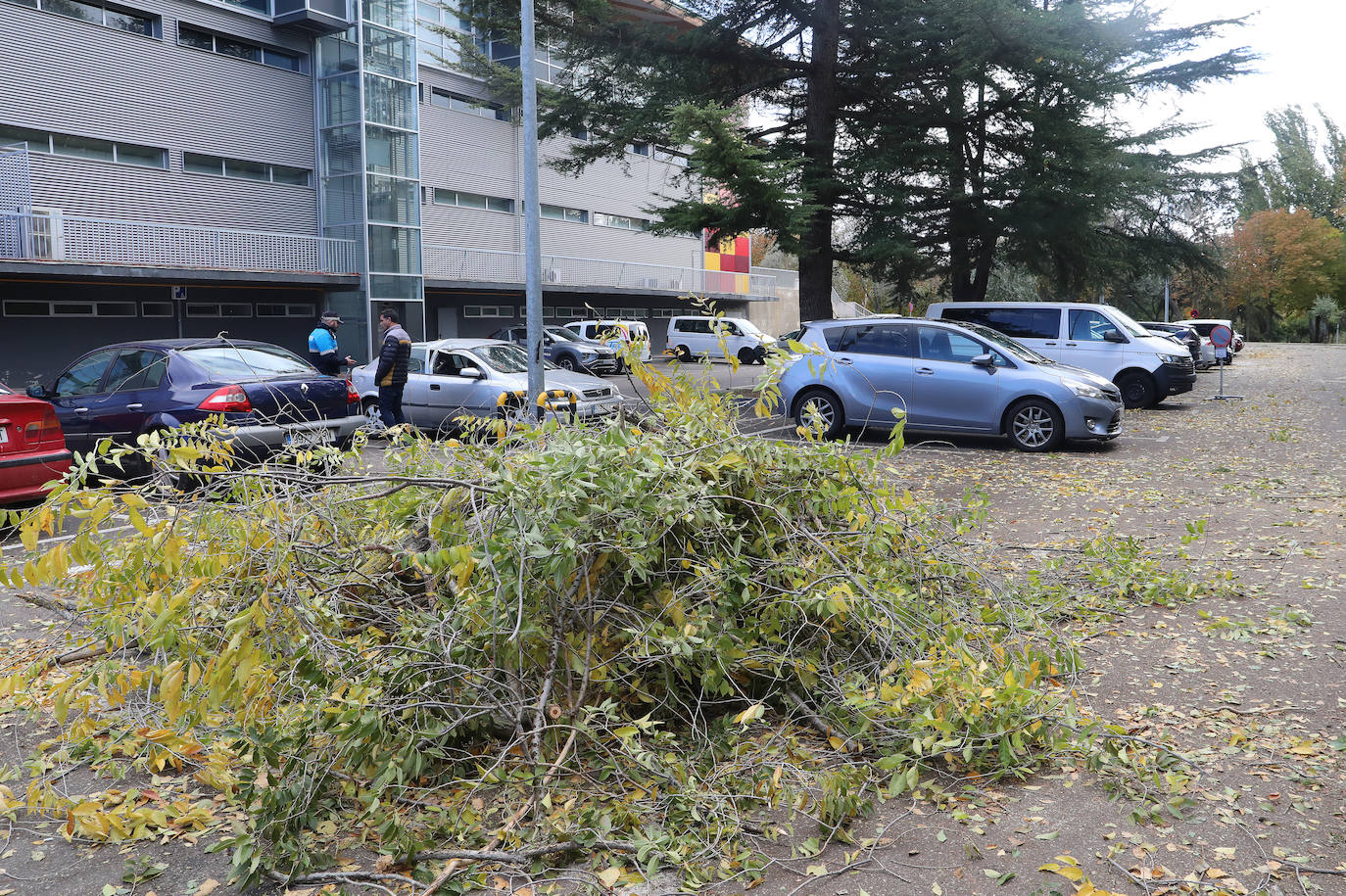 Los efectos de las intensas rachas de viento en Palencia
