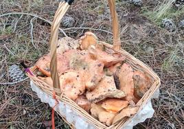 Cesta llena de níscalos recogidos en un monte de la provincia de Segovia.