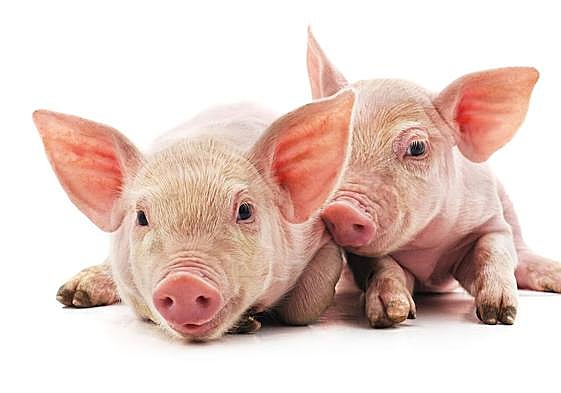 Tostones y lechones siguen subiendo en la lonja de Zamora.