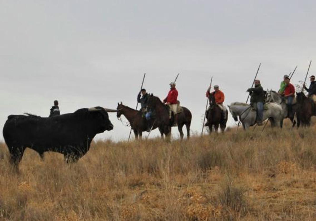 Fiestas en Portillo durante el encierro campero de la localidad.