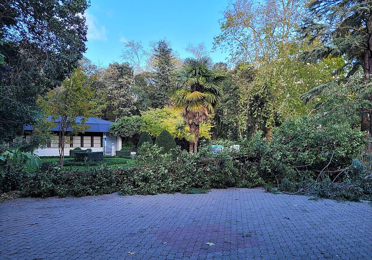Uno de los árboles caídos por las rachas de viento registradas.