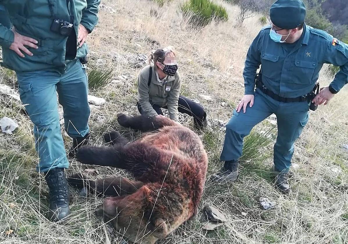 El acusado de abatir de un disparo a una osa en Ventanilla irá a juicio