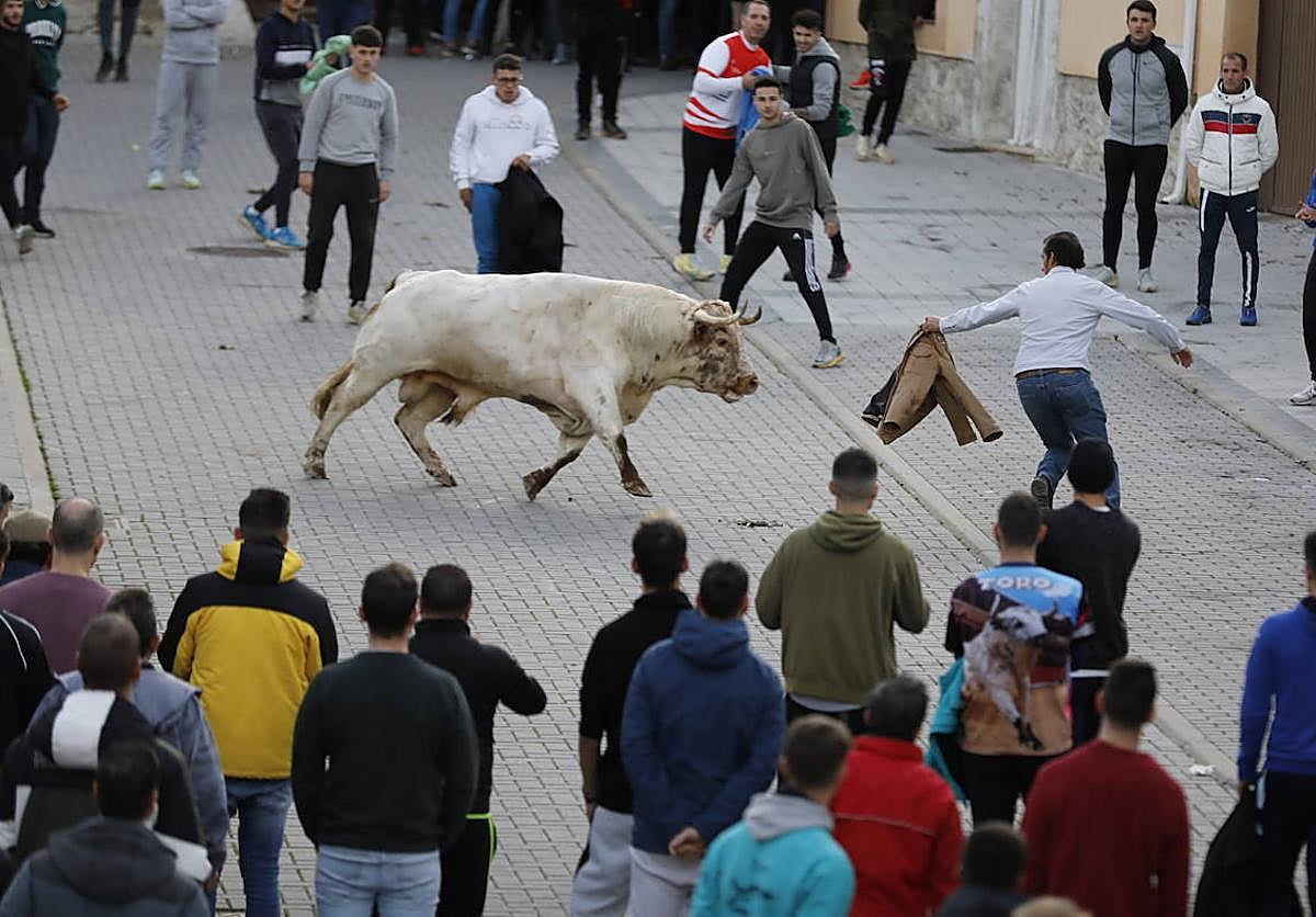 Un entretenido encierro sin heridos anima las fiestas de Traspinedo