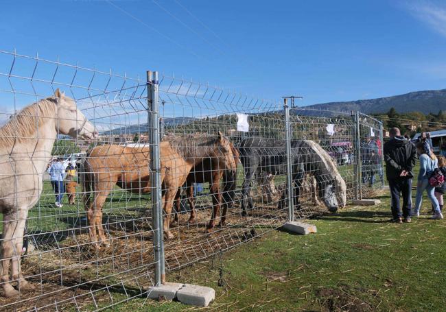 Feria del Ganado de Navafría.