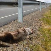 Carreteras con señales 'inteligentes' para alertar del riesgo de accidentes con animales