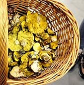 Alerta sobre la toxicidad de la seta de los caballeros