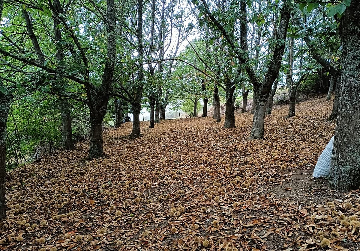 Soto de castaños en Villarrubín (Oencia), provincia de León.