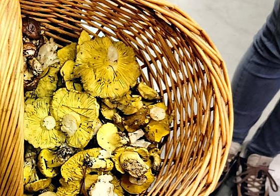 La Cátedra de Micología alerta sobre la toxicidad de la seta de los caballeros