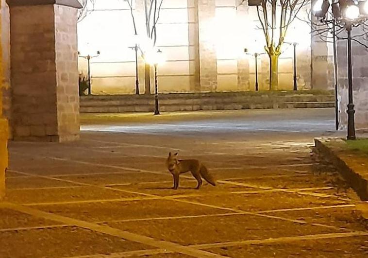 El zorro, captado en Ampudia.