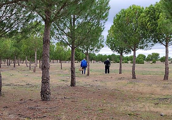 Dos buscadores de níscalos en los pinares de La Zarza