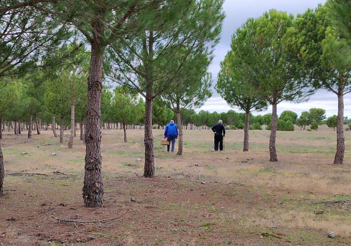 Dos buscadores de níscalos en los pinares de La Zarza