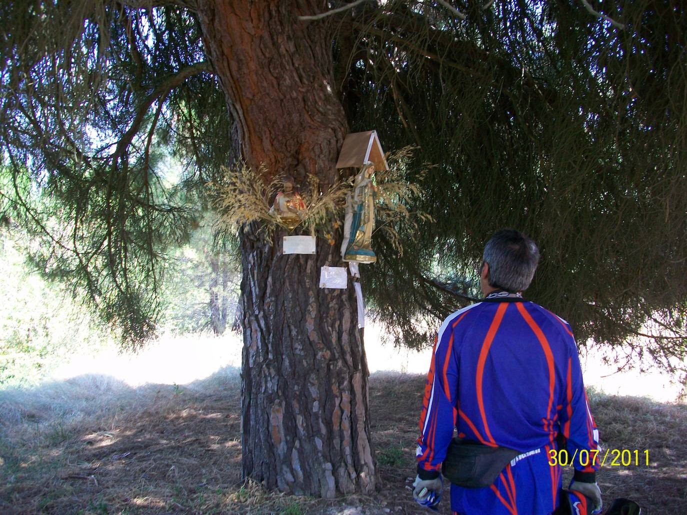 Pino de la Virgen en Herrera de Duero, donde muchos acuden a orar