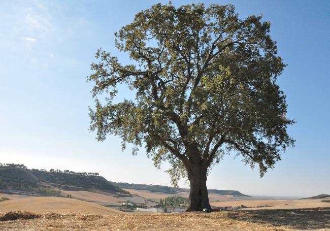 El Roble de la Atalaya de Robladillo ronda los 300 años de edad