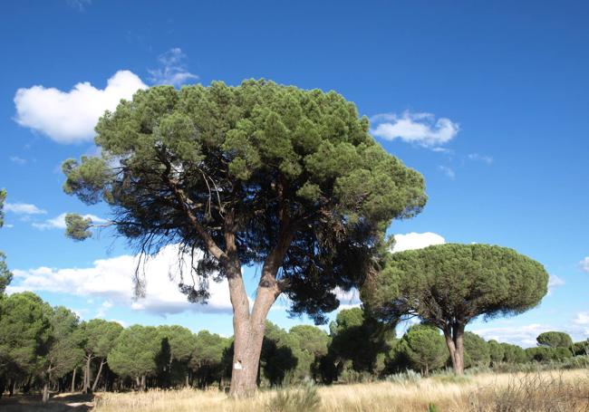 El Pino Ordoño presume de impresionantes dimensiones y un bonito porte