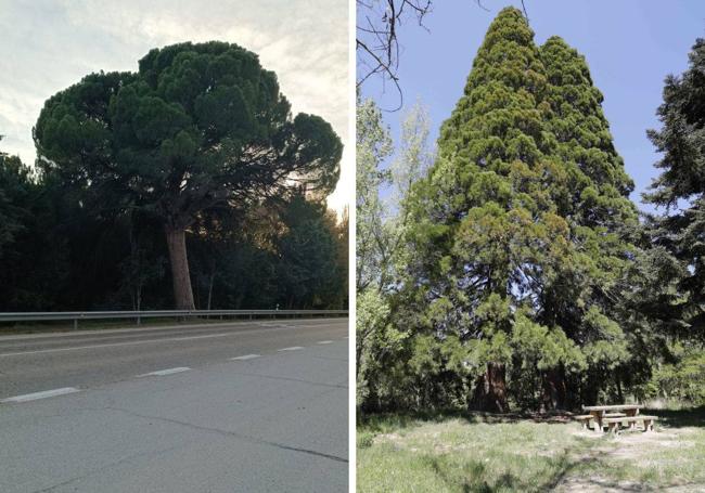 El Pino Gordo de Sardón aparece incluso en el escudo del pueblo. Las secuoyas tienen 42 metros de altura ,