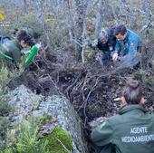 Hallan huesos y pelo de oso y se activa el protocolo de envenenamiento