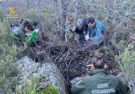 Agentes medioambientales recogen los restos y muestras.