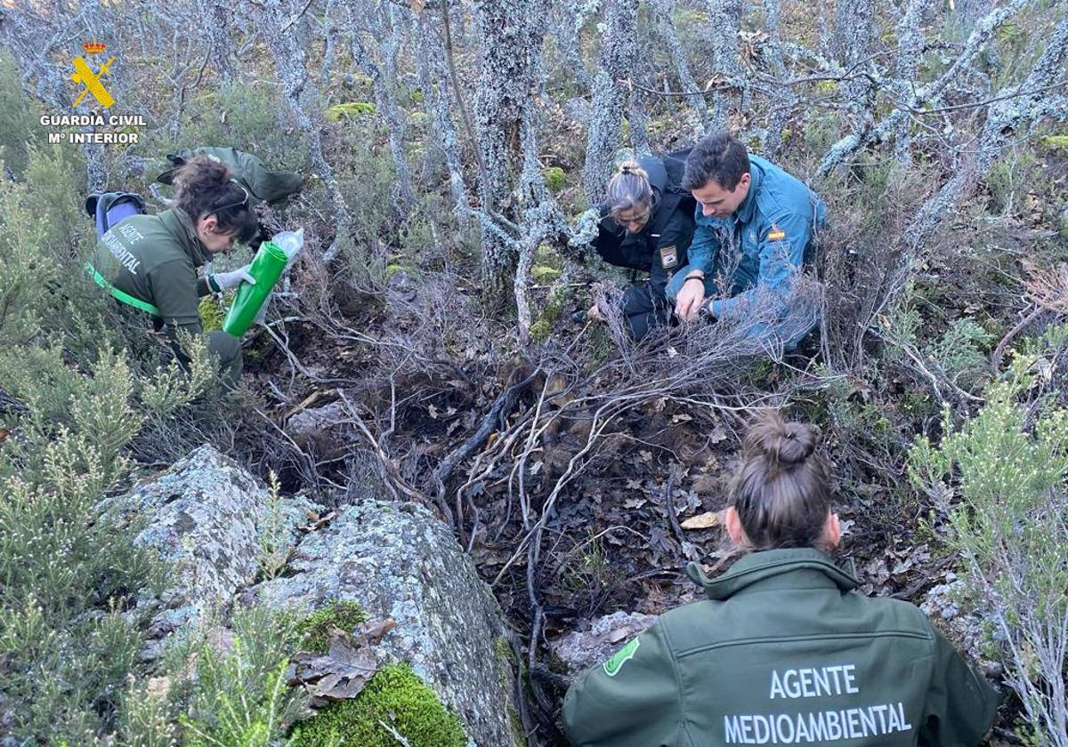 Agentes medioambientales recogen los restos y muestras.