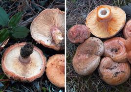 Falso níscalo (Lactarius chrysorrheus, izquierda) y níscalo común (Lactarius deliciosus, derecha).