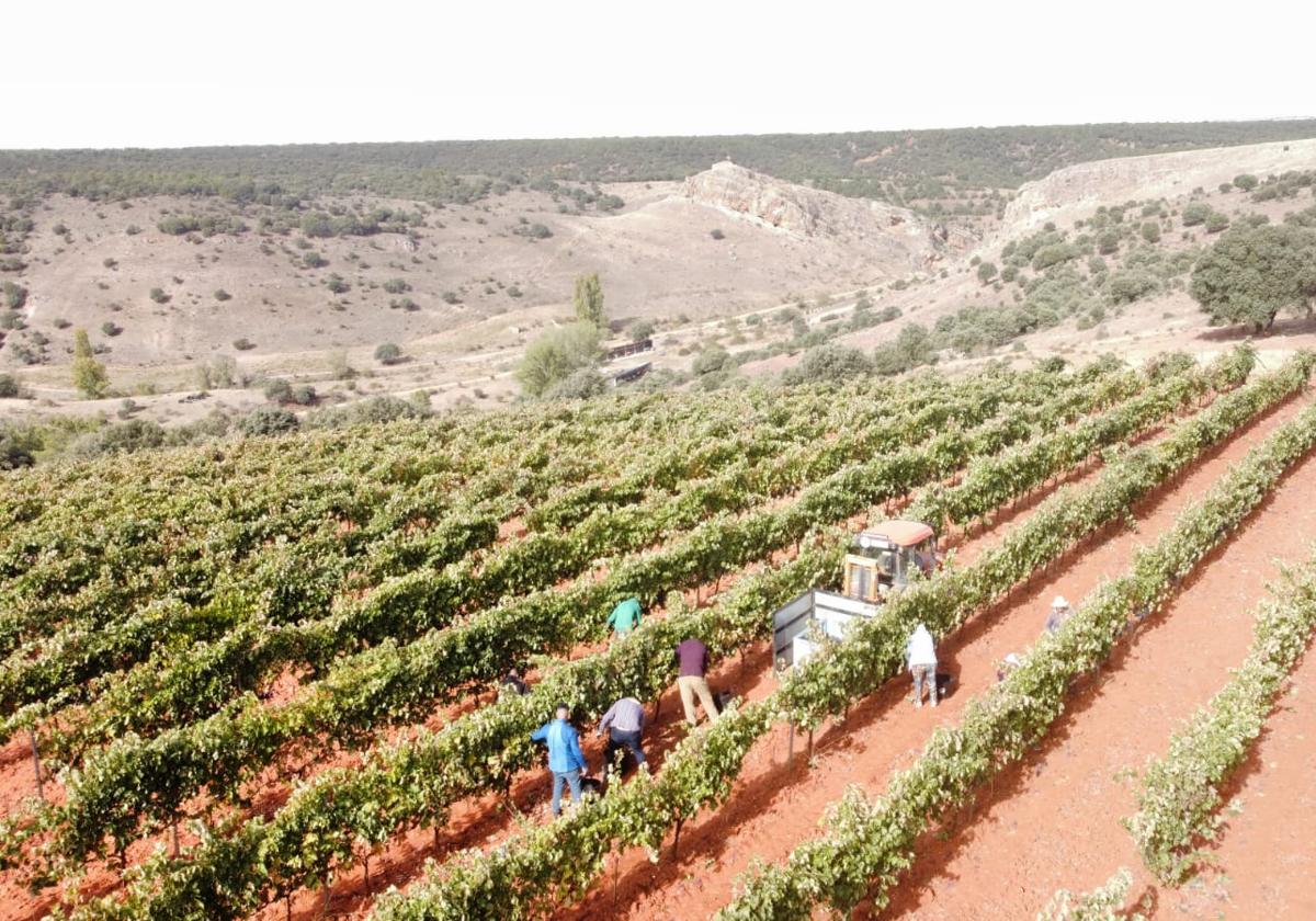 Vendimia en Ribera del Duero.