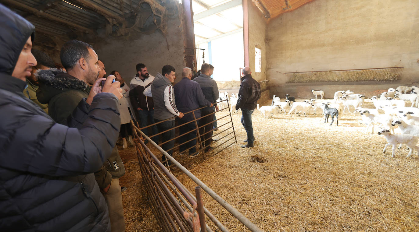 Un proyecto para que pastores saharauis trabajen en explotaciones ovinas de Palencia