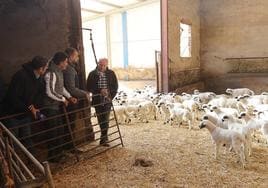 Un proyecto para que pastores saharauis trabajen en explotaciones ovinas de Palencia