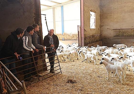Un proyecto para que pastores saharauis trabajen en explotaciones ovinas de Palencia