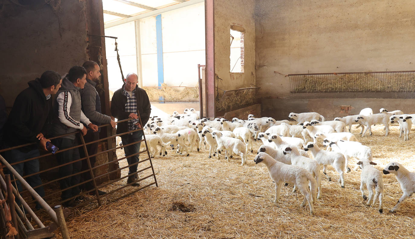 Un proyecto para que pastores saharauis trabajen en explotaciones ovinas de Palencia