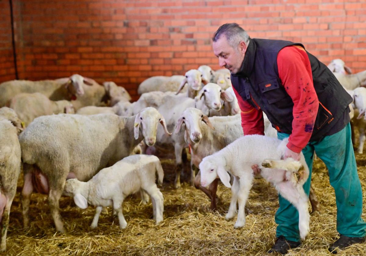 Carlos García, ganadero de ovino de Pollos (Valladolid), sujeta a uno de sus lechazos.