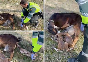 La Guardia Civil asiste el parto de una cabra en una carretera en Valladolid