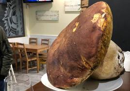 Boletus de casi tres kilos en el bar Astrolabio de Valladolid.