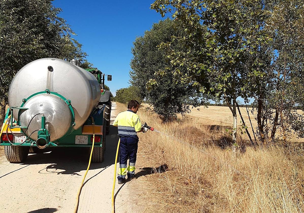Un operario trabaja en la plantación de árboles en el Camino de Santiago a su paso por Palencia.