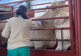 Una veterinaria realiza una prueba de saneamiento.